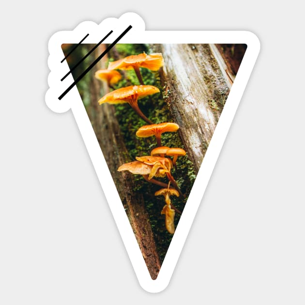 Mushrooms on tree stump in forest Sticker by Robtography